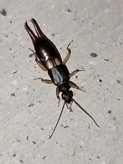 Vostox excavatus by no rights reserved, uploaded by Sinaloa Silvestre. Used under a CC0 license.