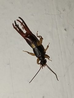 Vostox excavatus by no rights reserved, uploaded by Sinaloa Silvestre. Used under a CC0 license.