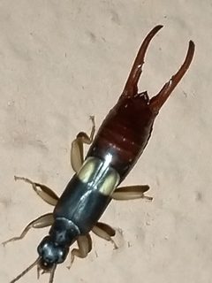 Vostox excavatus by no rights reserved, uploaded by Sinaloa Silvestre. Used under a CC0 license.