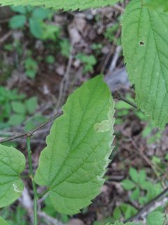 Agromyza varifrons by (c) Isaac Winkler, some rights reserved (CC BY), uploaded by Isaac Winkler. Used under a CC-BY license.