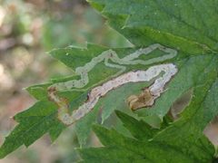 Agromyza vockerothi by (c) giantcicada, some rights reserved (CC BY), uploaded by giantcicada. Used under a CC-BY license.