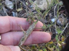 Ophiomyia abutilivora by (c) Sam Kieschnick, some rights reserved (CC BY), uploaded by Sam Kieschnick. Used under a CC-BY license.