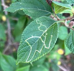 Ophiomyia camarae by (c) nmoorhatch, some rights reserved (CC BY), uploaded by nmoorhatch. Used under a CC-BY license.