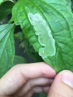 Calycomyza eupatorivora by no rights reserved, uploaded by Jade Fortnash. Used under a CC0 license.