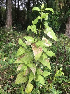 Calycomyza eupatorivora by no rights reserved, uploaded by Jade Fortnash. Used under a CC0 license.