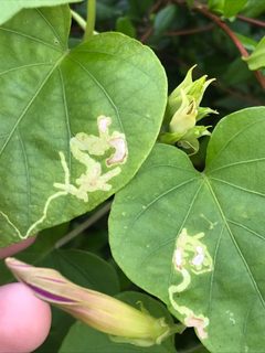 Calycomyza ipomaeae by (c) Ryan Donnelly, some rights reserved (CC BY), uploaded by Ryan Donnelly. Used under a CC-BY license.