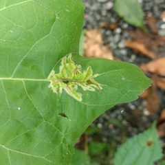 Calycomyza platyptera by (c) Mark Apgar, some rights reserved (CC BY), uploaded by Mark Apgar. Used under a CC-BY license.