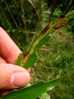 Phytobia by (c) Jon Sullivan, some rights reserved (CC BY). Used under a CC-BY license.