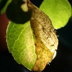 Phytomyza linnaeae by (c) giantcicada, some rights reserved (CC BY), uploaded by giantcicada. Used under a CC-BY license.