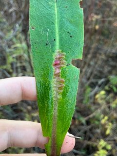 Phytomyza palustris by (c) Mathew* Zappa, some rights reserved (CC BY), uploaded by Mathew* Zappa. Used under a CC-BY license.