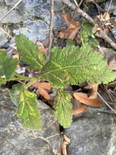 Phytomyza verbenae by (c) Adam J. Searcy, some rights reserved (CC BY), uploaded by Adam J. Searcy. Used under a CC-BY license.