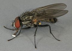 Botanophila fugax by (c) janet graham, some rights reserved (CC BY). Used under a CC-BY license.