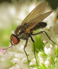 Botanophila fugax by (c) Martin Cooper, some rights reserved (CC BY). Used under a CC-BY license.