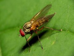 Hylemya alcathoe by (c) Katja Schulz, some rights reserved (CC BY). Used under a CC-BY license.
