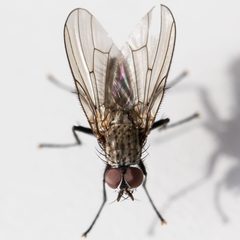 Hylemya urbica by (c) Bill Keim, some rights reserved (CC BY). Used under a CC-BY license.