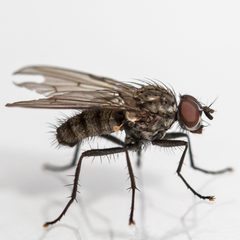 Hylemya urbica by (c) Bill Keim, some rights reserved (CC BY). Used under a CC-BY license.