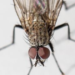 Hylemya urbica by (c) Bill Keim, some rights reserved (CC BY). Used under a CC-BY license.