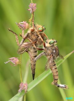 Promachus fitchii by (c) hr_dragonfly, some rights reserved (CC BY), uploaded by hr_dragonfly. Used under a CC-BY license.