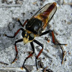 Proctacanthus fulviventris by (c) Bob Peterson, some rights reserved (CC BY). Used under a CC-BY license.