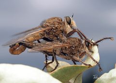 Proctacanthus milbertii by (c) Thilina Hettiarachchi, some rights reserved (CC BY), uploaded by Thilina Hettiarachchi. Used under a CC-BY license.