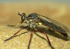 Dasypogoninae by (c) Steve Kerr, some rights reserved (CC BY), uploaded by Steve Kerr. Used under a CC-BY license.