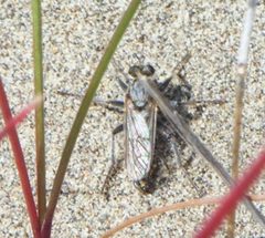 Lasiopogon albidus by (c) Tristan A. McKnight, some rights reserved (CC BY), uploaded by Tristan A. McKnight. Used under a CC-BY license.