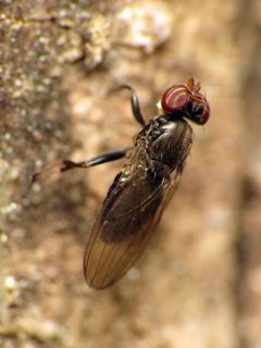 Aulacigastridae by (c) Katja Schulz, some rights reserved (CC BY). Used under a CC-BY license.