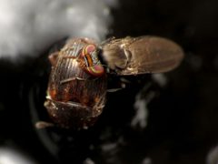 Aulacigastridae by (c) Katja Schulz, some rights reserved (CC BY). Used under a CC-BY license.