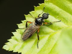 Bibio articulatus by (c) Katja Schulz, some rights reserved (CC BY), uploaded by Katja Schulz. Used under a CC-BY license.