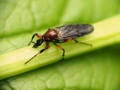 Bibio articulatus by (c) Katja Schulz, some rights reserved (CC BY), uploaded by Katja Schulz. Used under a CC-BY license.