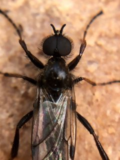 Bibio atripilosus by (c) Jared Shorma, some rights reserved (CC BY), uploaded by Jared Shorma. Used under a CC-BY license.