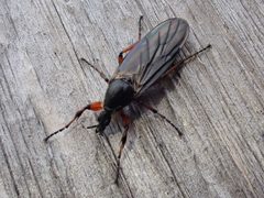 Bibio xanthopus by (c) giantcicada, some rights reserved (CC BY), uploaded by giantcicada. Used under a CC-BY license.