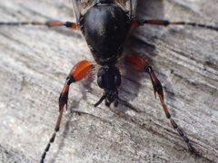 Bibio xanthopus by (c) giantcicada, some rights reserved (CC BY), uploaded by giantcicada. Used under a CC-BY license.