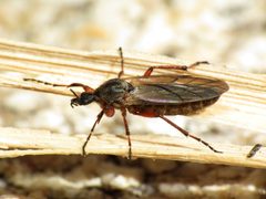 Bibio xanthopus by (c) Katja Schulz, some rights reserved (CC BY). Used under a CC-BY license.