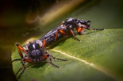 Bibio xanthopus by no rights reserved, uploaded by Mike Davidson. Used under a CC0 license.