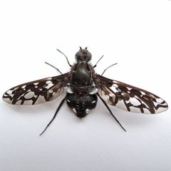 Xenox tigrinus by (c) Bill Keim, some rights reserved (CC BY). Used under a CC-BY license.