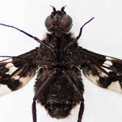 Xenox tigrinus by (c) Bill Keim, some rights reserved (CC BY). Used under a CC-BY license.