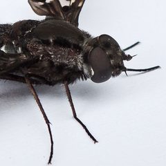 Xenox tigrinus by (c) Bill Keim, some rights reserved (CC BY). Used under a CC-BY license.