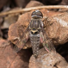 Aphoebantus by (c) Ken-ichi Ueda, some rights reserved (CC BY), uploaded by Ken-ichi Ueda. Used under a CC-BY license.