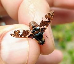 Exoprosopa caliptera by (c) Doug Macaulay, some rights reserved (CC BY), uploaded by Doug Macaulay. Used under a CC-BY license.