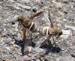 Exoprosopa clarki by (c) Wendy McCrady, some rights reserved (CC BY), uploaded by Wendy McCrady. Used under a CC-BY license.