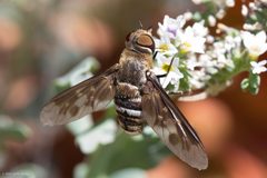 Exoprosopa divisa by (c) Ken-ichi Ueda, some rights reserved (CC BY), uploaded by Ken-ichi Ueda. Used under a CC-BY license.