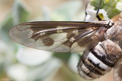 Exoprosopa divisa by (c) Ken-ichi Ueda, some rights reserved (CC BY), uploaded by Ken-ichi Ueda. Used under a CC-BY license.