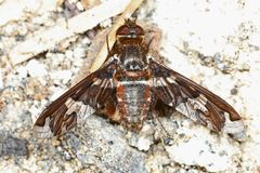 Exoprosopa dorcadion by (c) Judy Gallagher, some rights reserved (CC BY). Used under a CC-BY license.