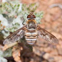 Exoprosopa by (c) Ken-ichi Ueda, some rights reserved (CC BY), uploaded by Ken-ichi Ueda. Used under a CC-BY license.