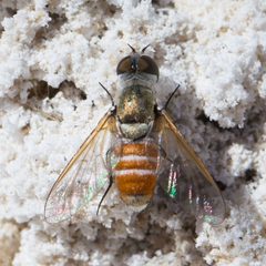 Chrysanthrax crocinus by (c) Ken-ichi Ueda, some rights reserved (CC BY), uploaded by Ken-ichi Ueda. Used under a CC-BY license.