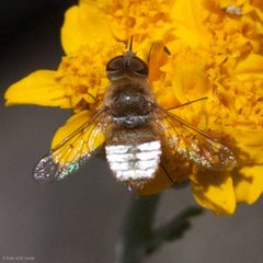Lepidanthrax linsdalei by (c) Ken-ichi Ueda, some rights reserved (CC BY), uploaded by Ken-ichi Ueda. Used under a CC-BY license.