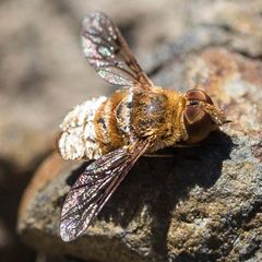 Lepidanthrax oribates by (c) Ken-ichi Ueda, some rights reserved (CC BY), uploaded by Ken-ichi Ueda. Used under a CC-BY license.