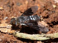 Thyridanthrax selene by (c) Peter Chen 2.0, some rights reserved (CC BY), uploaded by Peter Chen 2.0. Used under a CC-BY license.