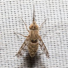 Conophorini by (c) Ken-ichi Ueda, some rights reserved (CC BY), uploaded by Ken-ichi Ueda. Used under a CC-BY license.